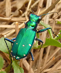 tiger beetle