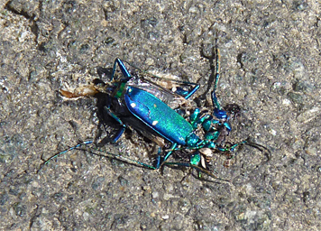 tiger beetle dor