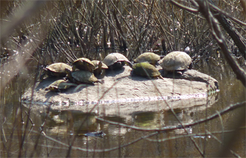 ybturtle30030_s