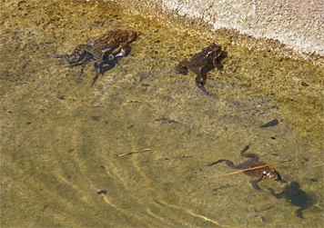amtoad30709_s amtoad
