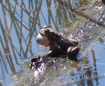 amtoad30719_s amtoad