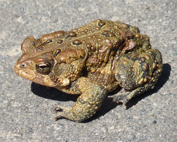 amtoad