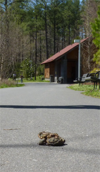 amtoad30731_s amtoad