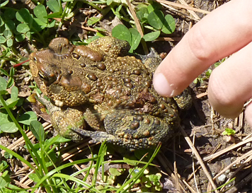 amtoad30733_s amtoad
