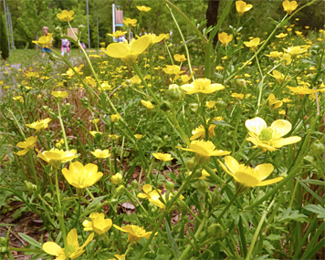 bcup40573_s buttercup
