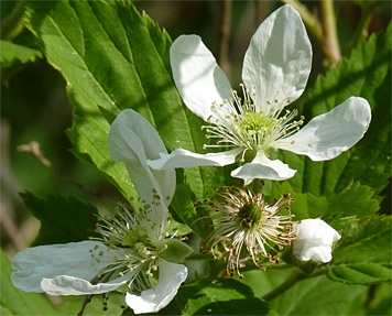 blkberry40718_s blackberry