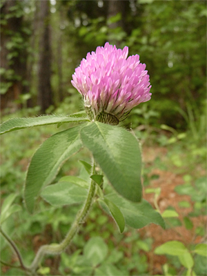 red clover