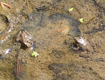 cricket frog