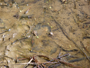 cricket frog