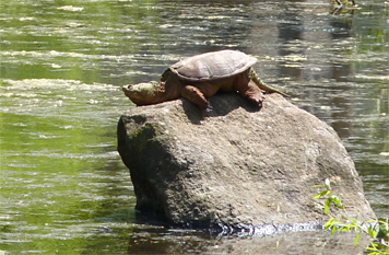 snapper