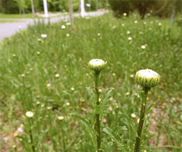 daisy_ox40576_s daisy