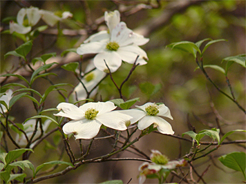dwoodS30958_s dogwood
