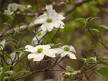 dogwood