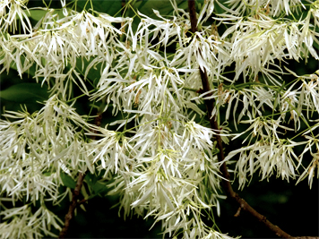 fringetree40569_s fringetree