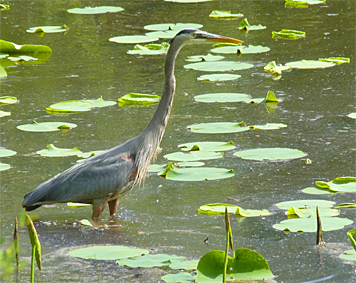 gbh40716_s gbh