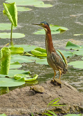 green heron