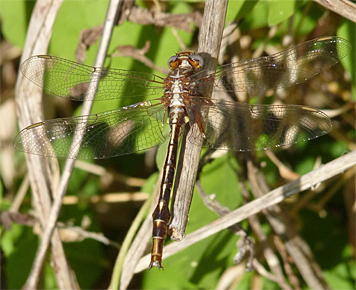 lancet clubtail