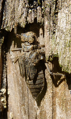 cowt nymph