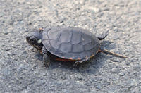 pturtle_hy30736_s paited turtle