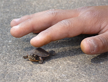 pturtle_hy30740_S p turtle
