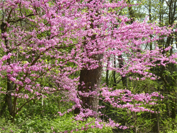 redbud