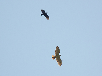 red-tail & crow