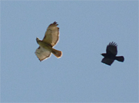 red-tail and crow