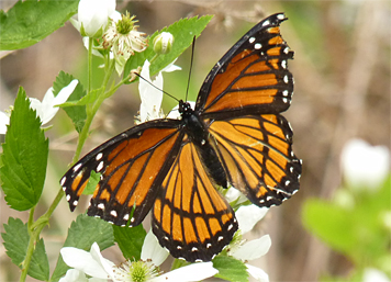 viceroy40740_s viceroy