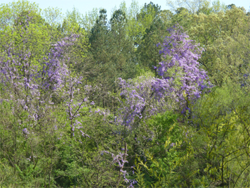 wisteria