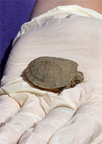 ybturtle_hy_erin40071_s ybslider