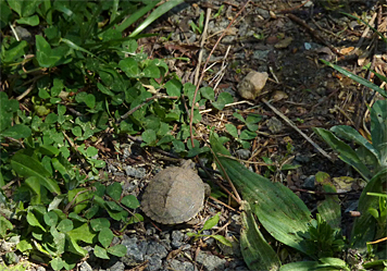 ybturtle_hy_erin40077_s ybslider