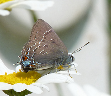 banded hairstreak