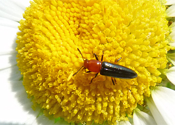 clover borer