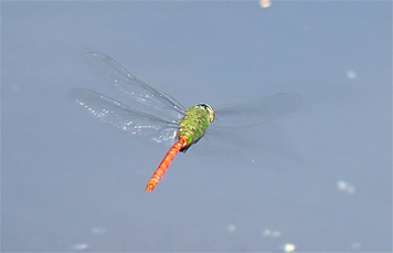 comet darner