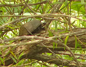 musk turtle