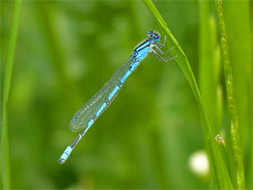 fam_bluet40911_s fam bluet