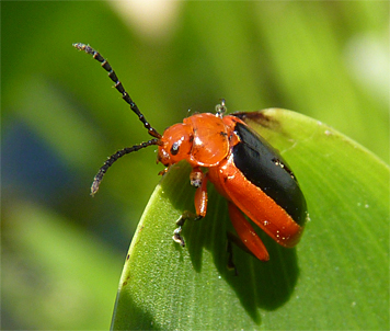 flea beetle