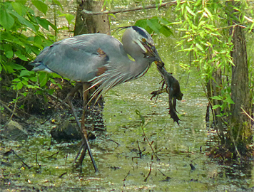 gbh