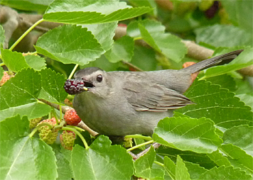 grca40932_s gray catbird