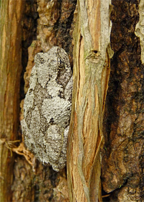 gray treefrog