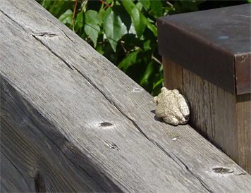 gray treefrog