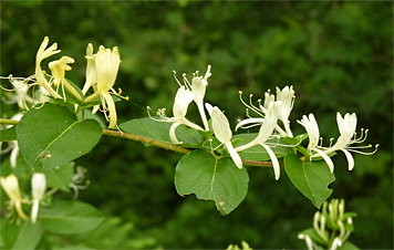 honeysuckle_j40918_s j honeysuckle