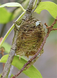 mantis egg case