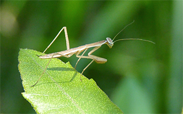 pmantid50015_s pmasntid