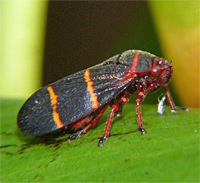 tlspitl178_s spittlebug
