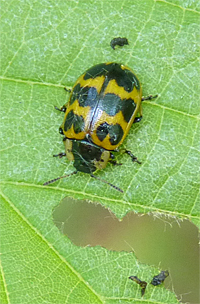 willowleaf beetle