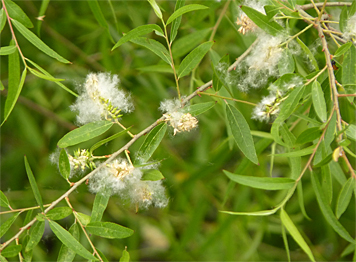willow_blk_40943_s blk willow seeds
