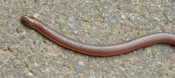 worm snake