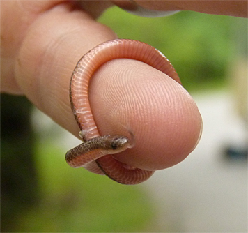 worm snake