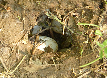 turtle eggs